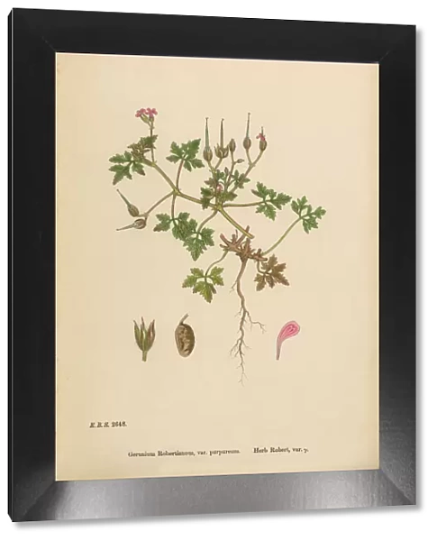 Herb Robert Cranesbill, Geranium Robertianum, Victorian Botanical Illustration, 1863