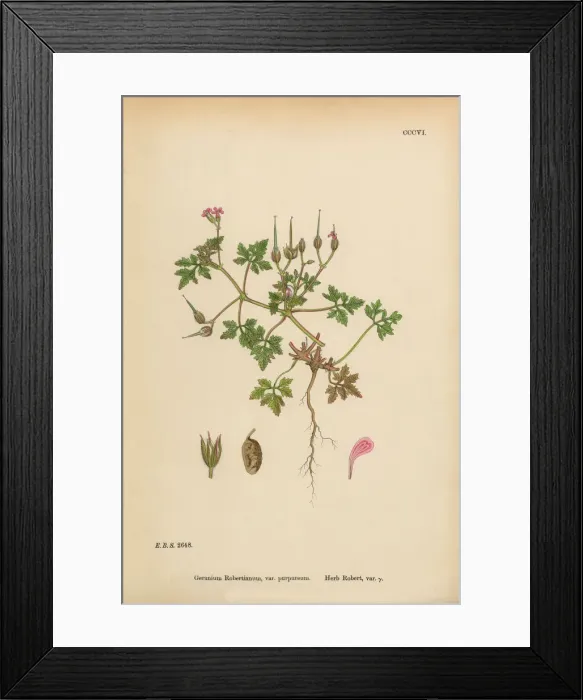 Framed Print : Herb Robert Cranesbill, Geranium Robertianum, Victorian Botanical Illustration, 1863 Framed Print : Herb Robert Cranesbill, Geranium Robertianum, Victorian Botanical Illustration, 1863