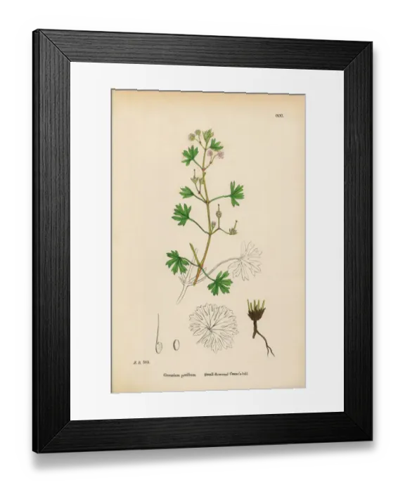 Framed Print : Small-flowered Cranesbill, Geranium Pusillum, Victorian Botanical Illustration, 1863 Framed Print : Small-flowered Cranesbill, Geranium Pusillum, Victorian Botanical Illustration, 1863