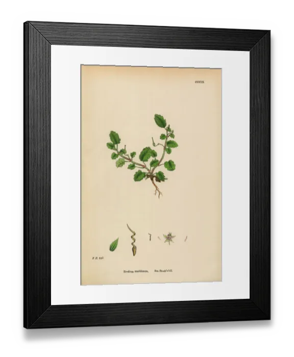 Framed Print : Sea Storksbill, Erodium maritimum, Victorian Botanical Illustration, 1863 Framed Print : Sea Storksbill, Erodium maritimum, Victorian Botanical Illustration, 1863