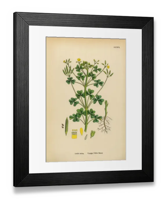 Framed Print : Upright Yellow Sorrel, Oxalis stricta, Victorian Botanical Illustration, 1863 Framed Print : Upright Yellow Sorrel, Oxalis stricta, Victorian Botanical Illustration, 1863