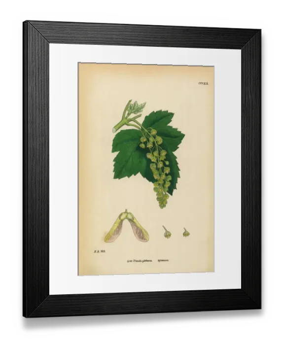 Framed Print : Sycamore, Acer Pseudo-platanus, Victorian Botanical Illustration, 1863 Framed Print : Sycamore, Acer Pseudo-platanus, Victorian Botanical Illustration, 1863