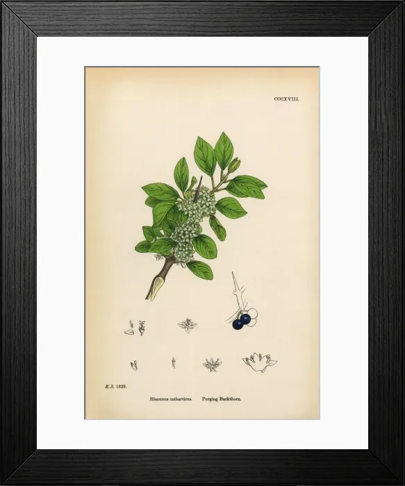 Framed Print : Purging Buckthorn, Rhamnus catharticus, Victorian Botanical Illustration, 1863 Framed Print : Purging Buckthorn, Rhamnus catharticus, Victorian Botanical Illustration, 1863