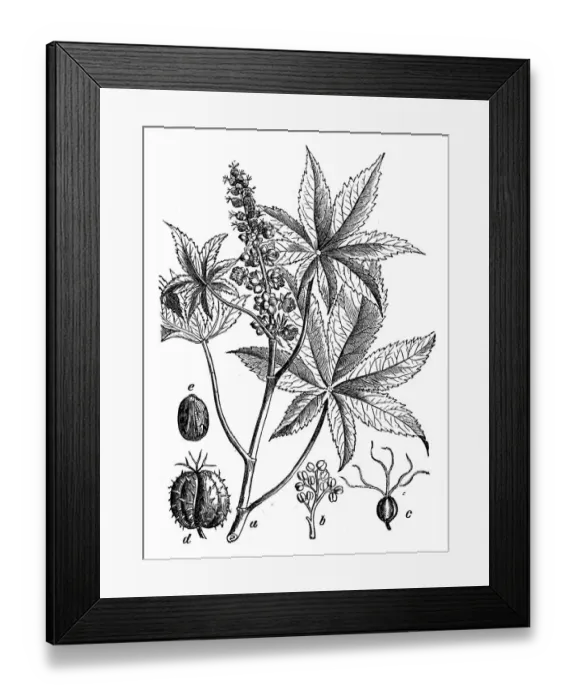 Framed Print : Botany plants antique engraving illustration: Ricinus communis (castorbean, castor-oil-plant) Framed Print : Botany plants antique engraving illustration: Ricinus communis (castorbean, castor-oil-plant)