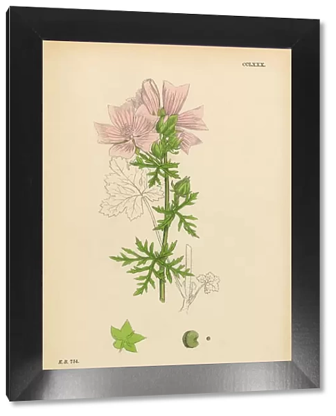 Musk Mallow, Malva moschata, Victorian Botanical Illustration, 1863