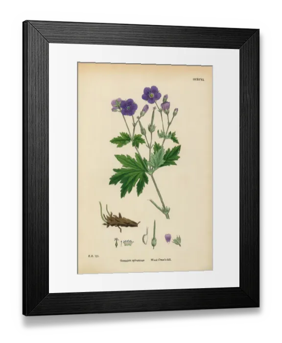 Framed Print : Wood Cranesbill, Geranium Sylvaticum, Victorian Botanical Illustration, 1863 Framed Print : Wood Cranesbill, Geranium Sylvaticum, Victorian Botanical Illustration, 1863