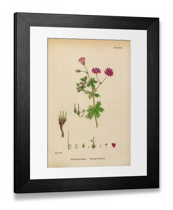 Framed Print : Mountain Cranesbill, Geranium Pyrenaicum, Victorian Botanical Illustration, 1863 Framed Print : Mountain Cranesbill, Geranium Pyrenaicum, Victorian Botanical Illustration, 1863