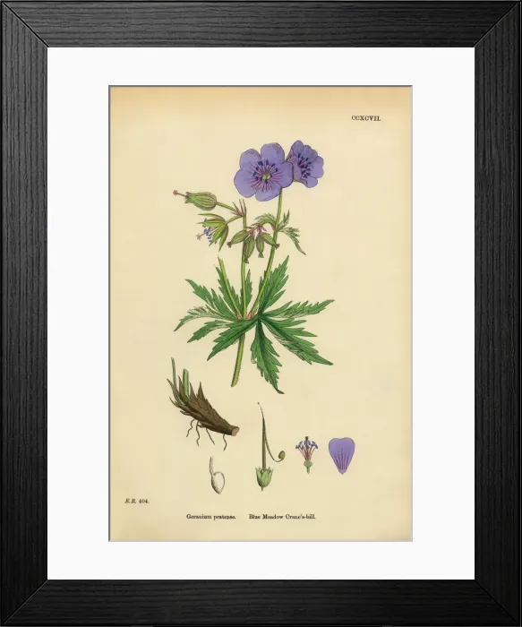 Framed Print : Blue Meadow Cranesbill, Geranium Pratense, Victorian Botanical Illustration, 1863 Framed Print : Blue Meadow Cranesbill, Geranium Pratense, Victorian Botanical Illustration, 1863