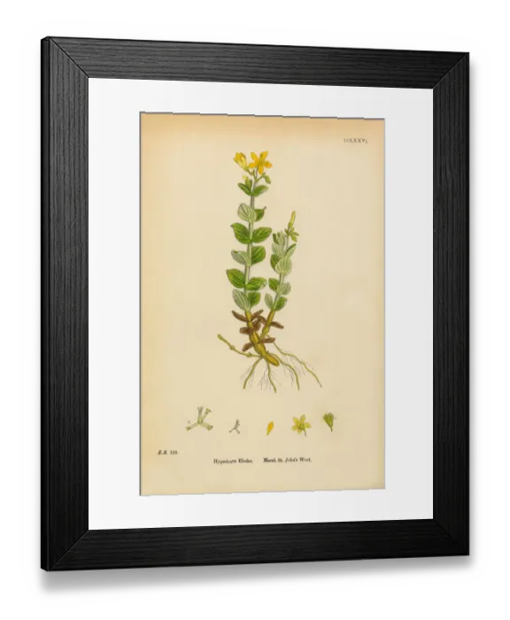 Framed Print : Marsh St. Johnas Wort, Hypericum Elodes, Victorian Botanical Illustration, 1863 Framed Print : Marsh St. Johnas Wort, Hypericum Elodes, Victorian Botanical Illustration, 1863