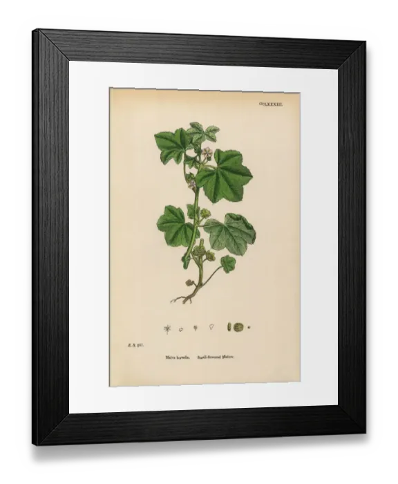 Framed Print : Small-flowered Mallow, Malva borealis, Victorian Botanical Illustration, 1863 Framed Print : Small-flowered Mallow, Malva borealis, Victorian Botanical Illustration, 1863