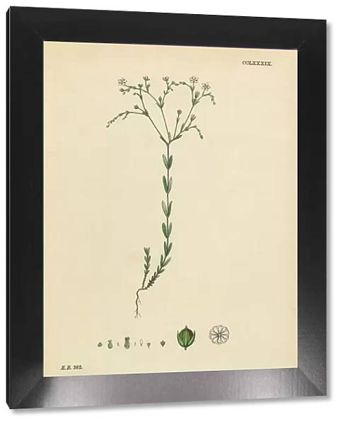 Purging Flax, Linum Catharticum, Victorian Botanical Illustration, 1863