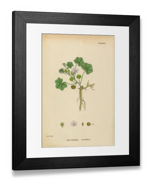 Framed Print : Dwarf Mallow, Malva rotundifolia, Victorian Botanical Illustration, 1863 Framed Print : Dwarf Mallow, Malva rotundifolia, Victorian Botanical Illustration, 1863