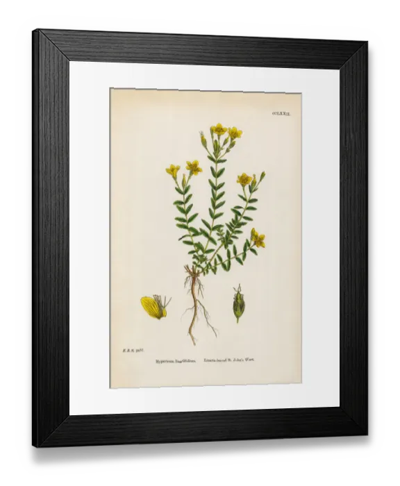 Framed Print : Linaria-leaved St. Johnas Wort, Hypericum linariifolium, Victorian Botanical Illustration, 1863