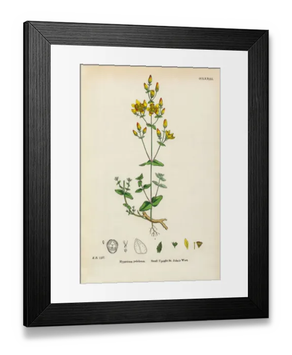 Framed Print : Upright St. Johnas Wort, Hypericum pulchrum, Victorian Botanical Illustration, 1863