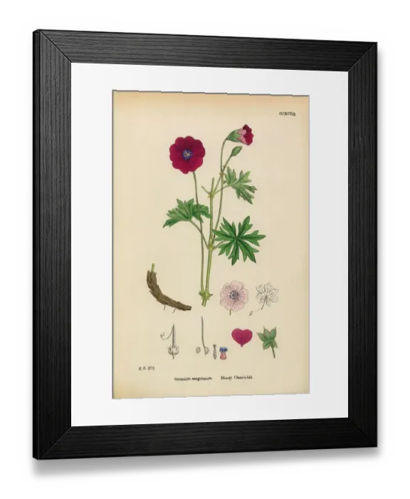 Framed Print : Bloody Cranesbill, Geranium Sanguineum, Victorian Botanical Illustration, 1863 Framed Print : Bloody Cranesbill, Geranium Sanguineum, Victorian Botanical Illustration, 1863