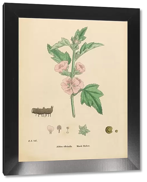Marsh Mallow, Althea officinalis, Victorian Botanical Illustration, 1863