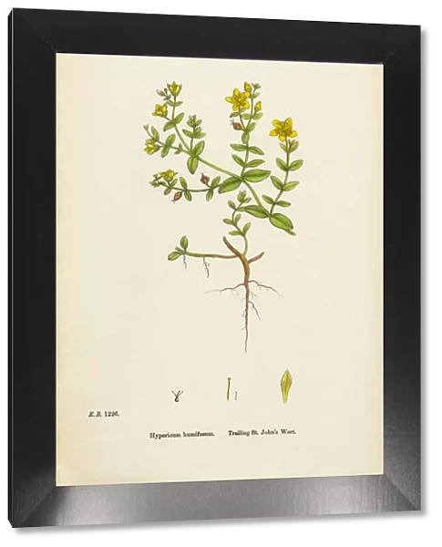 Trailing St. Johnas Wort, Hypericum humifusum, Victorian Botanical Illustration, 1863