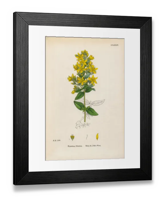 Framed Print : Hairy St. Johnas Wort, Hypericum hirsutum, Victorian Botanical Illustration, 1863 Framed Print : Hairy St. Johnas Wort, Hypericum hirsutum, Victorian Botanical Illustration, 1863