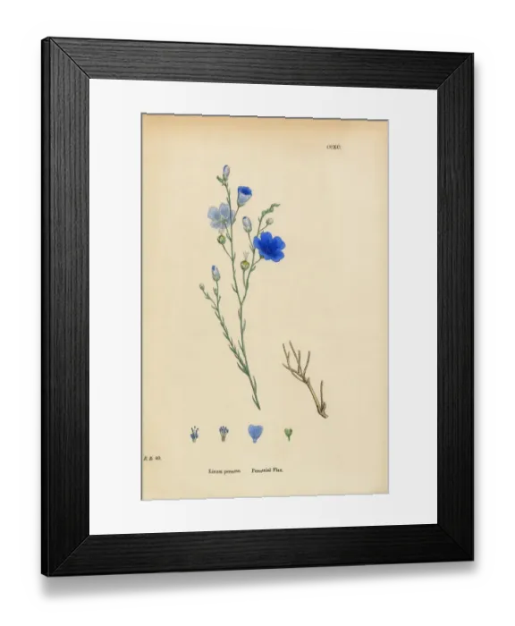 Framed Print : Perennial Flax, Linum Perenne, Victorian Botanical Illustration, 1863 Framed Print : Perennial Flax, Linum Perenne, Victorian Botanical Illustration, 1863