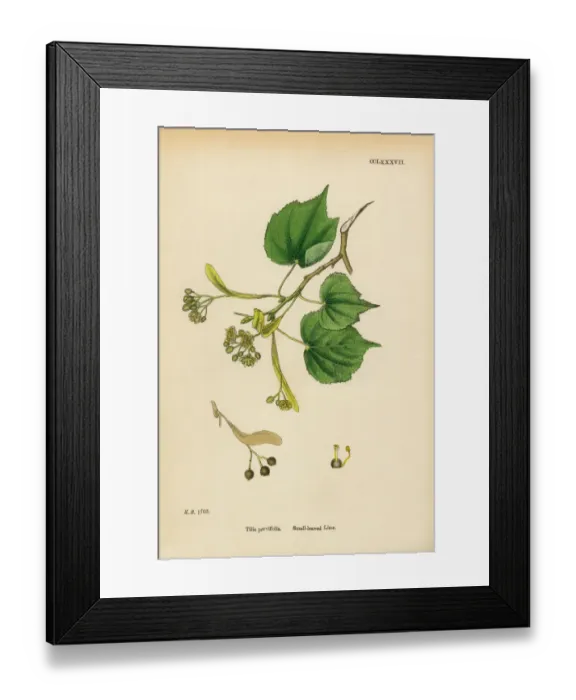 Framed Print : Small-leaved Lime, Tilia parvifolia, Victorian Botanical Illustration, 1863 Framed Print : Small-leaved Lime, Tilia parvifolia, Victorian Botanical Illustration, 1863