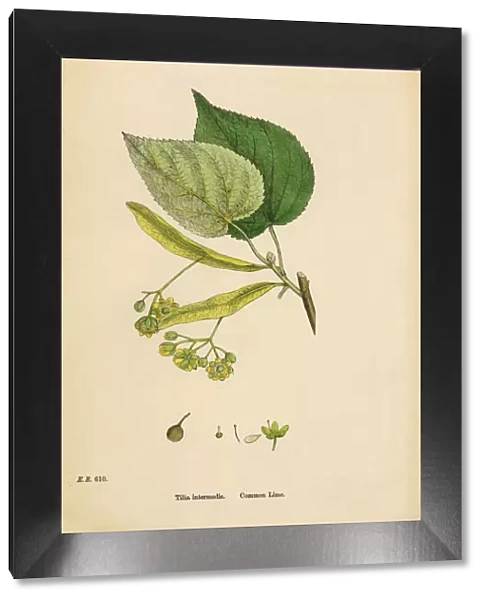 Common Lime, Tilia Intermedia, Victorian Botanical Illustration, 1863