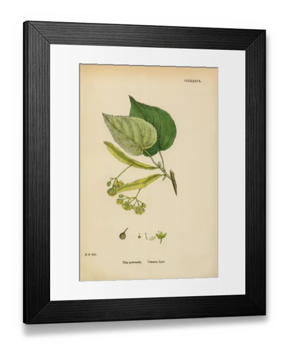 Framed Print : Common Lime, Tilia Intermedia, Victorian Botanical Illustration, 1863 Framed Print : Common Lime, Tilia Intermedia, Victorian Botanical Illustration, 1863