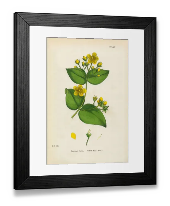 Framed Print : Tall St. Johnas Wort, Hypericum Elatum, Victorian Botanical Illustration, 1863 Framed Print : Tall St. Johnas Wort, Hypericum Elatum, Victorian Botanical Illustration, 1863
