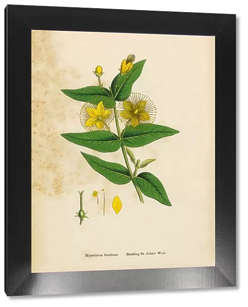 Stinking St. Johnas Wort, Hypericum hircinum, Victorian Botanical Illustration, 1863