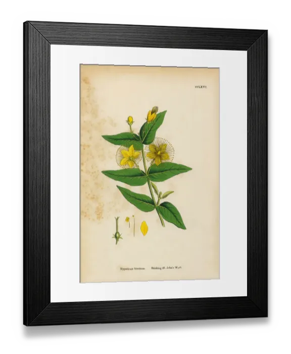 Framed Print : Stinking St. Johnas Wort, Hypericum hircinum, Victorian Botanical Illustration, 1863 Framed Print : Stinking St. Johnas Wort, Hypericum hircinum, Victorian Botanical Illustration, 1863