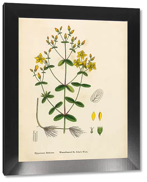 Waved-leaved St. Johnas Wort, Hypericum Baeticum, Victorian Botanical Illustration, 1863