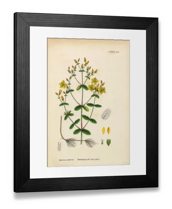 Framed Print : Waved-leaved St. Johnas Wort, Hypericum Baeticum, Victorian Botanical Illustration, 1863 Framed Print : Waved-leaved St. Johnas Wort, Hypericum Baeticum, Victorian Botanical Illustration, 1863