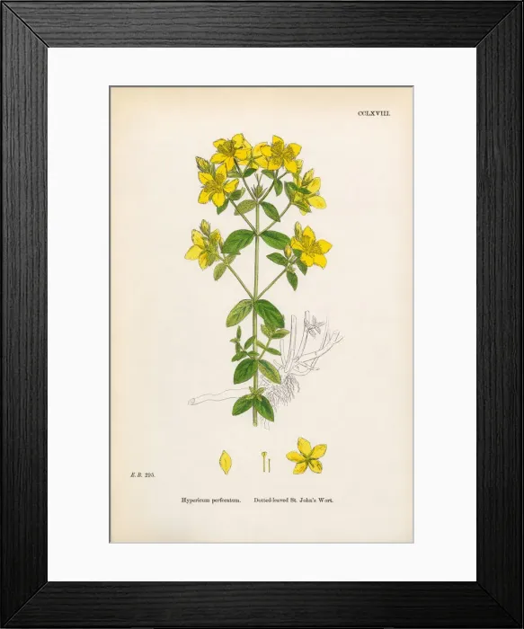 Framed Print : Dotted-leaved St. Johnas Wort, Hypericum perforatum, Victorian Botanical Illustration, 1863 Framed Print : Dotted-leaved St. Johnas Wort, Hypericum perforatum, Victorian Botanical Illustration, 1863