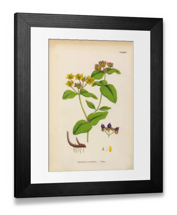 Framed Print : Tutsan, Hypericum Androsaemum, Victorian Botanical Illustration, 1863 Framed Print : Tutsan, Hypericum Androsaemum, Victorian Botanical Illustration, 1863