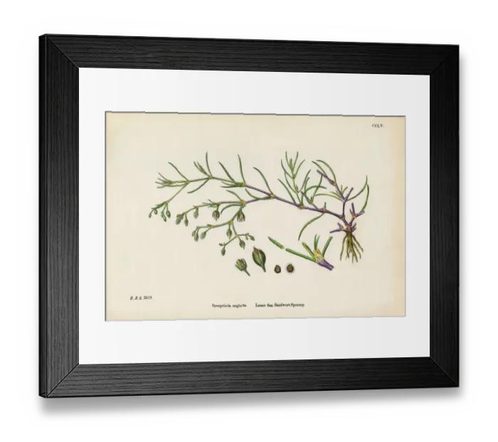 Framed Print : Sea Sandwort, Spergularia neglecta, Victorian Botanical Illustration, 1863 Framed Print : Sea Sandwort, Spergularia neglecta, Victorian Botanical Illustration, 1863