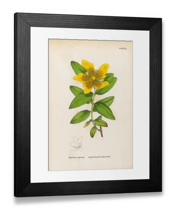 Framed Print : Large-flowered St. Johnas Wort, Hypericum calycinum, Victorian Botanical Illustration, 1863 Framed Print : Large-flowered St. Johnas Wort, Hypericum calycinum, Victorian Botanical Illustration, 1863