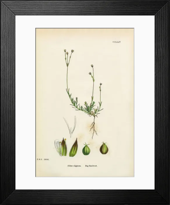 Framed Print : Bog Sandwort, Alsine Ulifinoas, Victorian Botanical Illustration, 1863 Framed Print : Bog Sandwort, Alsine Ulifinoas, Victorian Botanical Illustration, 1863