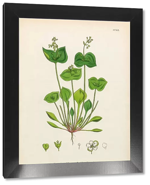 Perfoliate Claytonia, Claytonia perfoliata, Victorian Botanical Illustration, 186