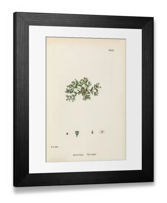 Framed Print : Water Blinks, Montia fontana, Victorian Botanical Illustration, 1863 Framed Print : Water Blinks, Montia fontana, Victorian Botanical Illustration, 1863