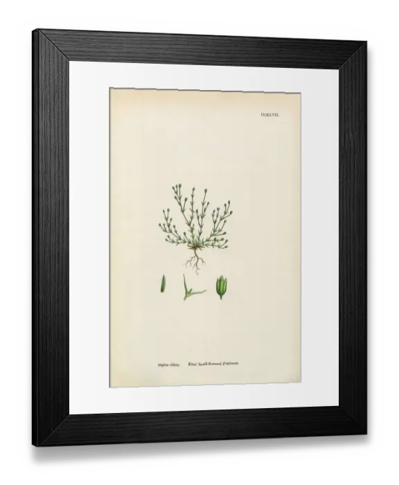 Framed Print : Small-flowered Pearlwort, Sagina ciliata, Victorian Botanical Illustration, 1863 Framed Print : Small-flowered Pearlwort, Sagina ciliata, Victorian Botanical Illustration, 1863