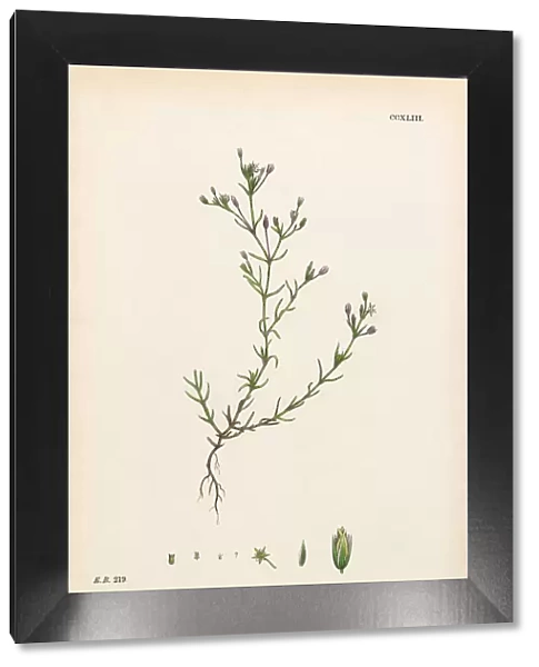 Fine-Leaved Sandwort, Alsine Tenuifolia, Victorian Botanical Illustration, 1863