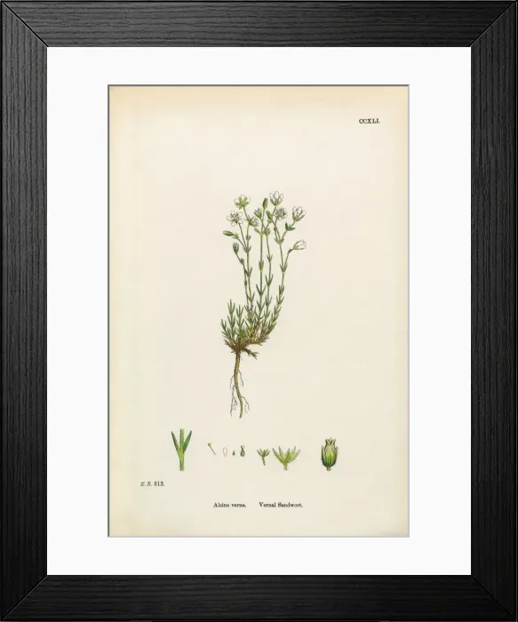 Framed Print : Vernal Sandwort, Alsine Verna, Victorian Botanical Illustration, 1863