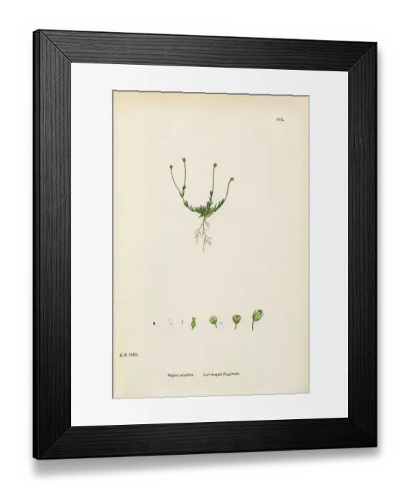 Framed Print : Awl-shaped Pearlwort, Sagina subulata, Victorian Botanical Illustration, 1863 Framed Print : Awl-shaped Pearlwort, Sagina subulata, Victorian Botanical Illustration, 1863
