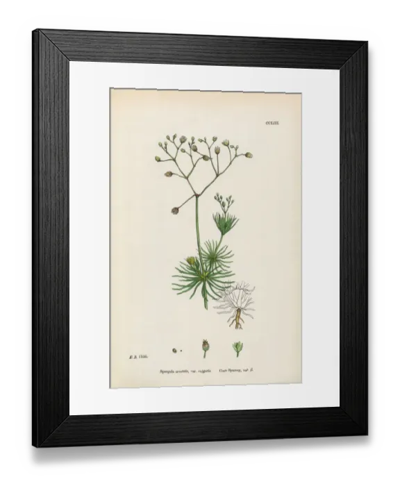 Framed Print : Corn Spurrey, Spergula arvensis, Victorian Botanical Illustration, 1863 Framed Print : Corn Spurrey, Spergula arvensis, Victorian Botanical Illustration, 1863