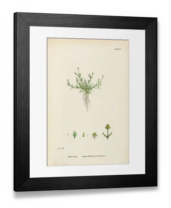 Framed Print : Common Pearlwort, Sagina Apetala, Victorian Botanical Illustration, 1863 Framed Print : Common Pearlwort, Sagina Apetala, Victorian Botanical Illustration, 1863