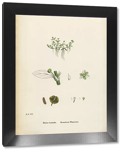 Hexandrous Waterwort, Elatine hexandra, Victorian Botanical Illustration, 1863