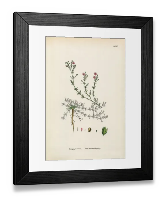 Framed Print : Field Spurrey, Spergularia rubra, Victorian Botanical Illustration, 1863 Framed Print : Field Spurrey, Spergularia rubra, Victorian Botanical Illustration, 1863