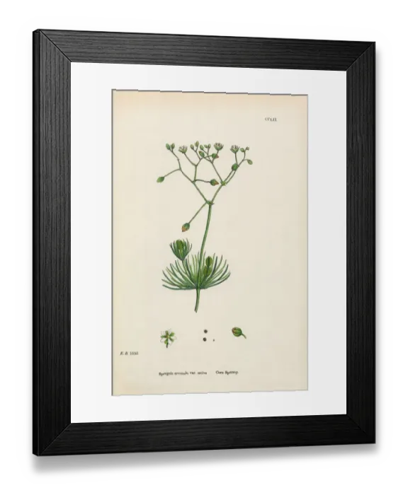 Framed Print : Corn Spurrey, Spergula arvensis, Victorian Botanical Illustration, 1863 Framed Print : Corn Spurrey, Spergula arvensis, Victorian Botanical Illustration, 1863
