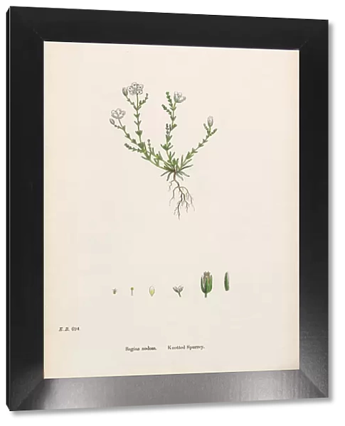 Knotted Spurrey, Sagina nodosa, Victorian Botanical Illustration, 186