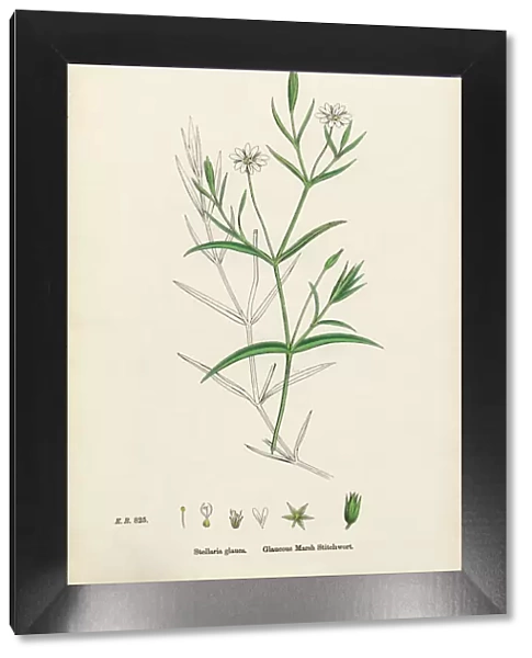 Glaucous Marsh Stitchwort, Stellaria Holostea, Victorian Botanical Illustration, 1863