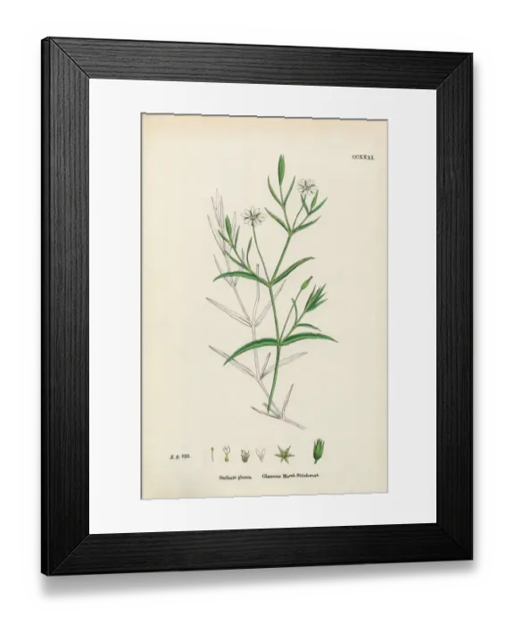 Framed Print : Glaucous Marsh Stitchwort, Stellaria Holostea, Victorian Botanical Illustration, 1863 Framed Print : Glaucous Marsh Stitchwort, Stellaria Holostea, Victorian Botanical Illustration, 1863